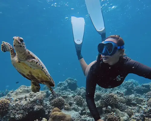 nadar con tortugas en maldivas