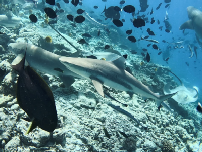 Bucear en Maldivas: Guía para Principiantes y Titulados