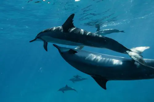 delfines