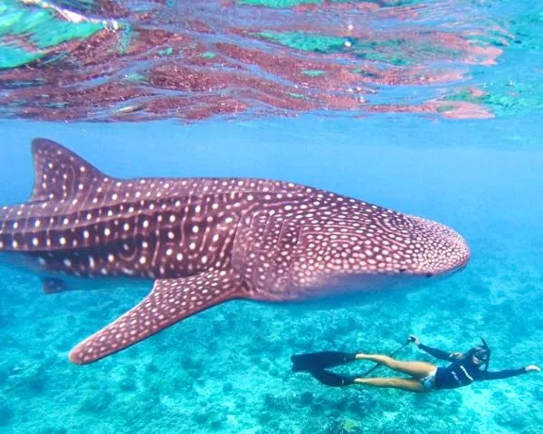 tiburon ballena maldivas
