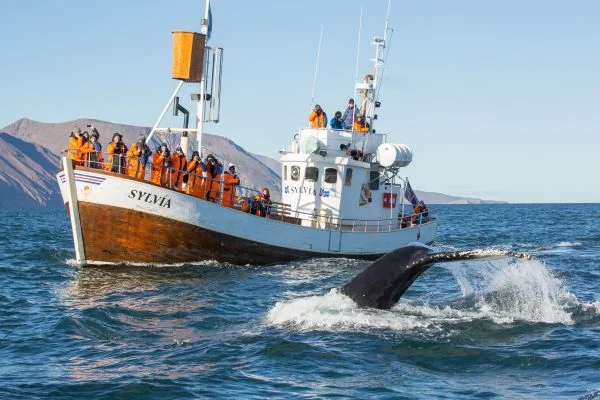 Avistamiento de ballenas en Islandia
