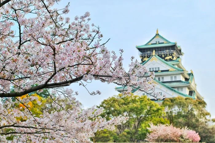 sakura en japon