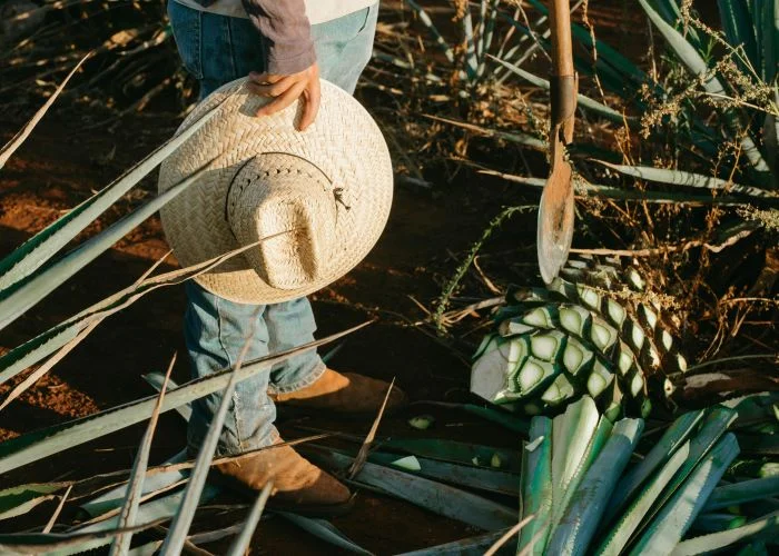 tequila jalisco