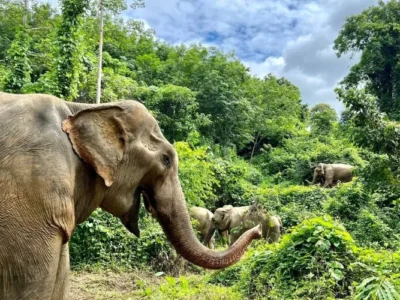 Santuarios de elefantes en Tailandia