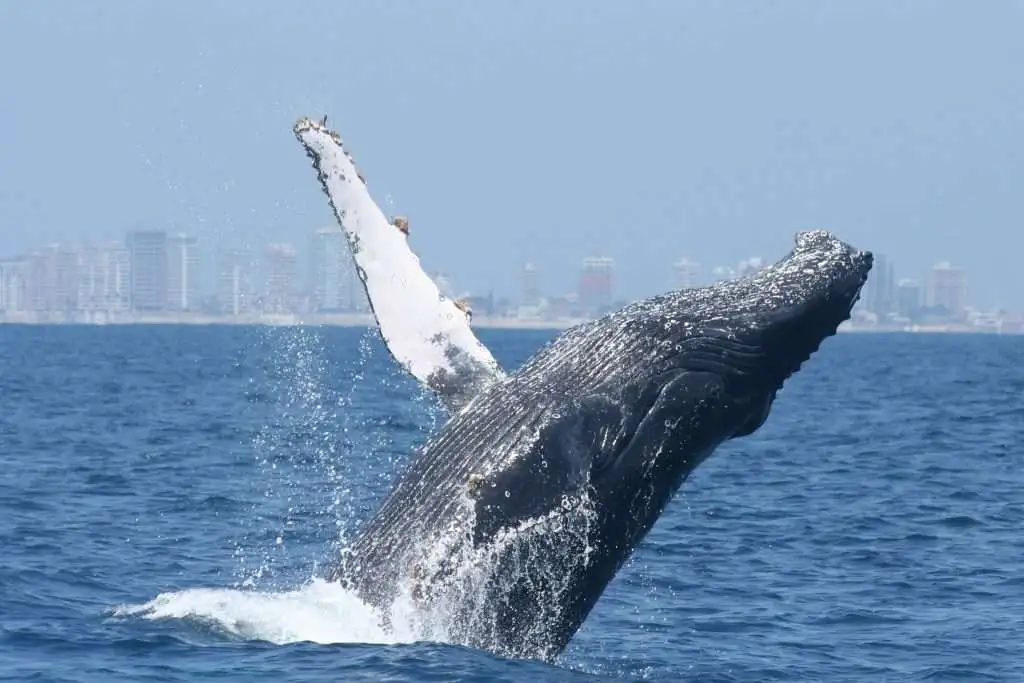 Avistamiento de ballenas