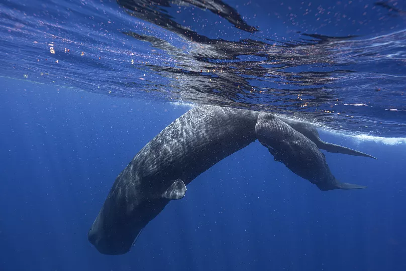 Avistamiento de ballenas azores
