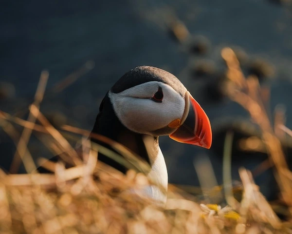 avistamiento de aves en Islandia