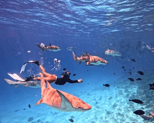 tiburones nodriza maldivas