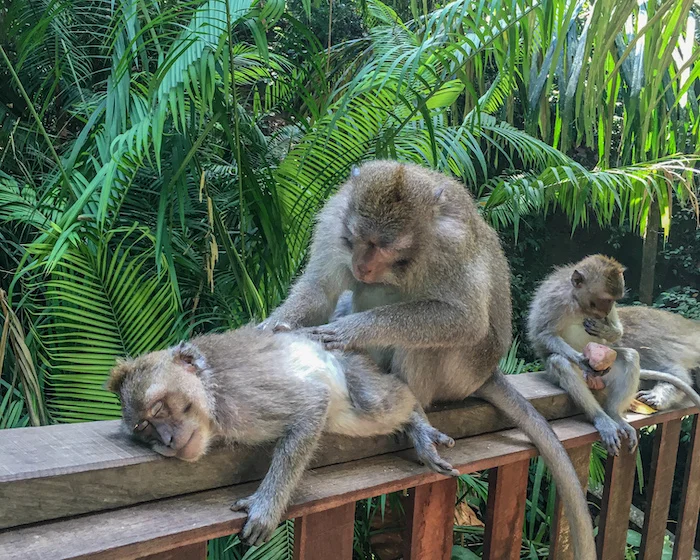 viajes indonesia en grupo